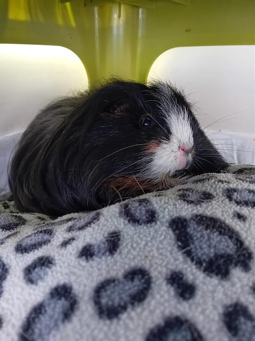 Klicke auf die Grafik fr eine grere Ansicht

Name:	IMG-20250202-WA0015.jpg
Hits:	0
Gre:	222,3 KB
ID:	211946