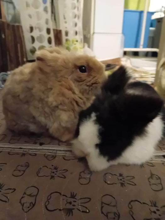 Klicke auf die Grafik fr eine grere Ansicht

Name:	IMG-20250202-WA0030.jpg
Hits:	0
Gre:	140,4 KB
ID:	211952