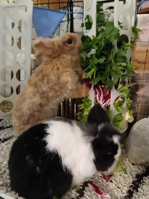 Klicke auf die Grafik fr eine grere Ansicht

Name:	IMG-20250202-WA0028.jpg
Hits:	0
Gre:	187,8 KB
ID:	211953