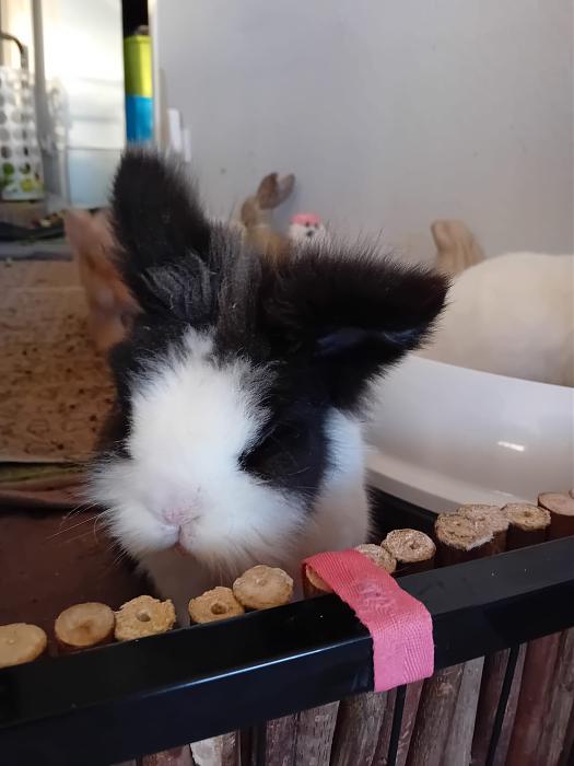 Klicke auf die Grafik fr eine grere Ansicht

Name:	IMG-20250202-WA0024.jpg
Hits:	0
Gre:	160,2 KB
ID:	211954