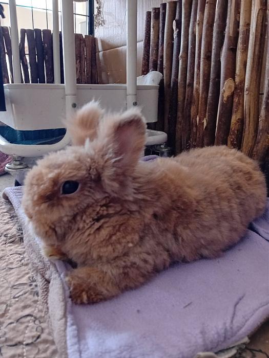 Klicke auf die Grafik fr eine grere Ansicht

Name:	IMG-20250202-WA0013.jpg
Hits:	0
Gre:	258,2 KB
ID:	211955