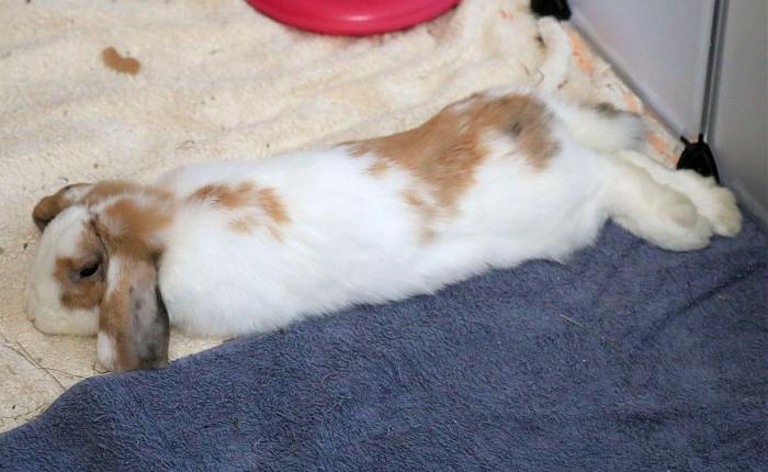 Klicke auf die Grafik für eine größere Ansicht
Name:	Gustav 8.jpg
Hits:	0
Größe:	136,6 KB
ID:	212392