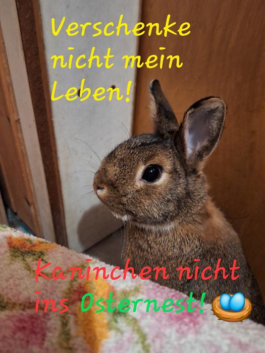 Klicke auf die Grafik fr eine grere Ansicht

Name:	20250419_000823.jpg
Hits:	1
Gre:	119,7 KB
ID:	213183