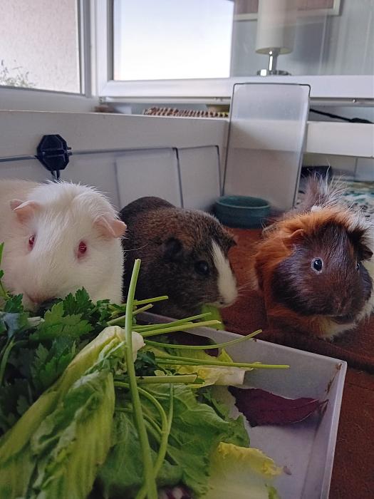 Klicke auf die Grafik fr eine grere Ansicht

Name:	IMG-20250706-WA0056.jpg
Hits:	0
Gre:	231,7 KB
ID:	214160