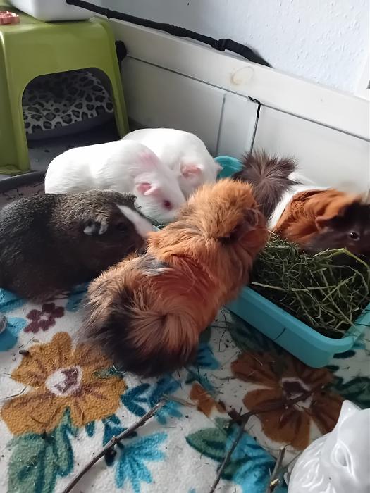 Klicke auf die Grafik fr eine grere Ansicht

Name:	IMG-20250706-WA0044.jpg
Hits:	0
Gre:	231,1 KB
ID:	214165