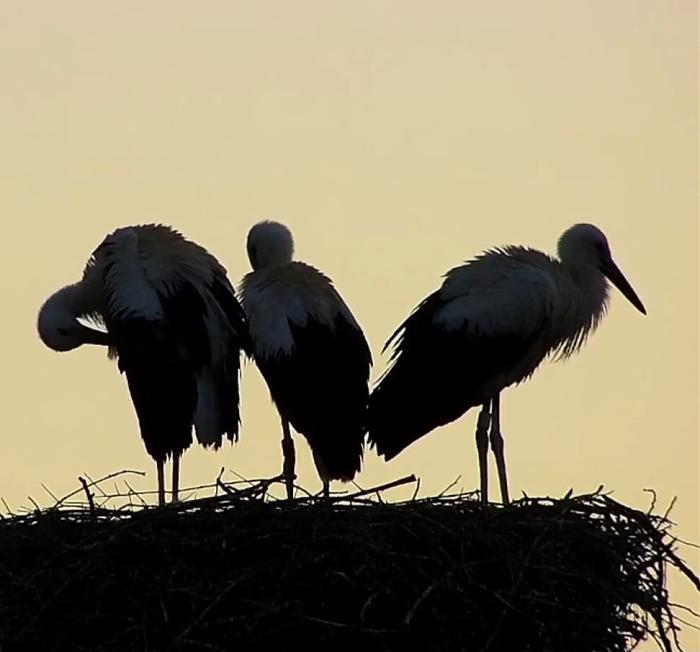 Klicke auf die Grafik fr eine grere Ansicht

Name:	IMG-20250706-WA0067.jpg
Hits:	0
Gre:	46,2 KB
ID:	214166