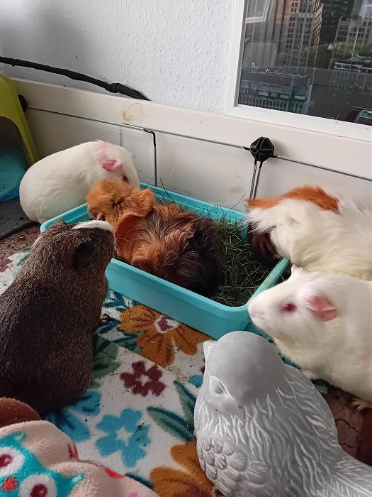 Klicke auf die Grafik fr eine grere Ansicht

Name:	IMG-20250713-WA0080.jpg
Hits:	0
Gre:	268,8 KB
ID:	214224