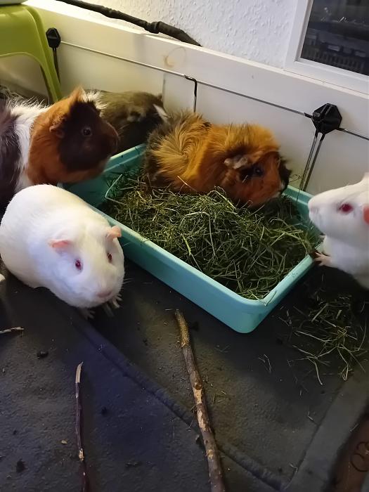 Klicke auf die Grafik fr eine grere Ansicht

Name:	IMG-20250713-WA0075.jpg
Hits:	0
Gre:	226,6 KB
ID:	214225