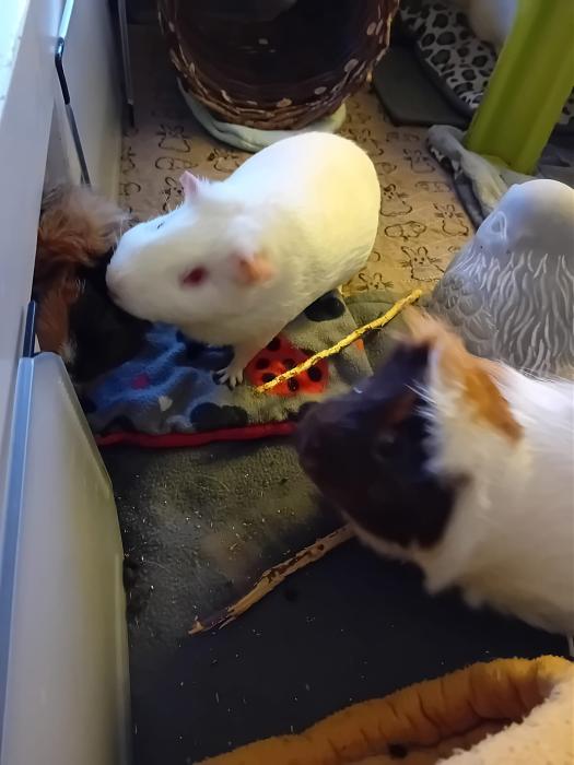 Klicke auf die Grafik fr eine grere Ansicht

Name:	IMG-20250713-WA0072.jpg
Hits:	0
Gre:	158,4 KB
ID:	214226