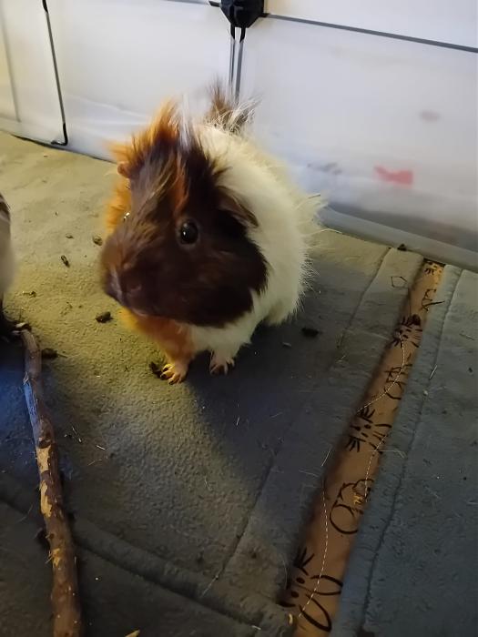 Klicke auf die Grafik fr eine grere Ansicht

Name:	IMG-20250713-WA0071.jpg
Hits:	0
Gre:	160,7 KB
ID:	214227