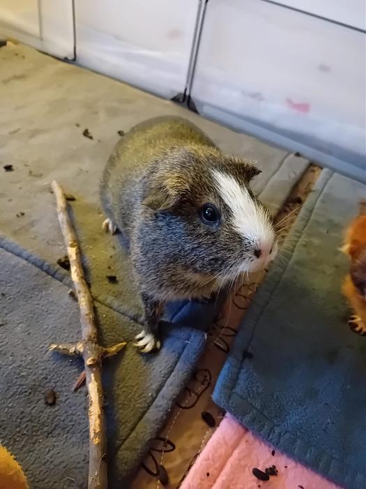 Klicke auf die Grafik fr eine grere Ansicht

Name:	IMG-20250713-WA0069.jpg
Hits:	0
Gre:	257,8 KB
ID:	214229