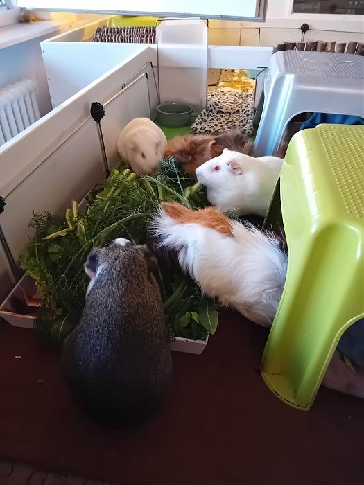 Klicke auf die Grafik fr eine grere Ansicht

Name:	IMG-20250713-WA0065.jpg
Hits:	0
Gre:	207,8 KB
ID:	214230