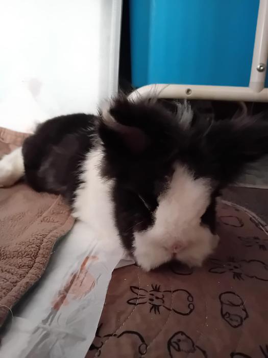 Klicke auf die Grafik fr eine grere Ansicht

Name:	IMG-20250713-WA0062.jpg
Hits:	1
Gre:	130,0 KB
ID:	214231