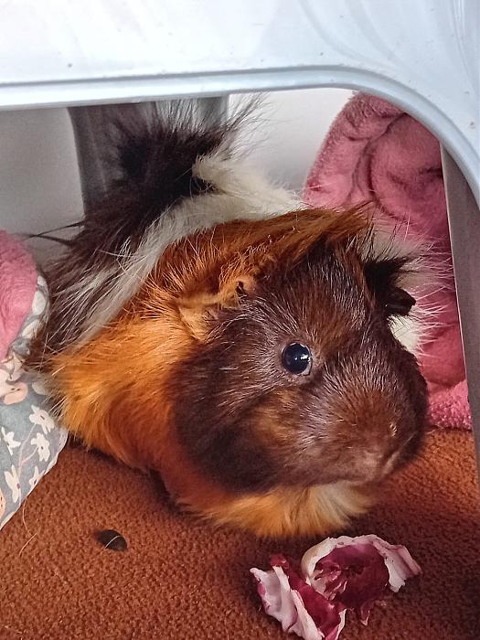 Klicke auf die Grafik fr eine grere Ansicht

Name:	IMG-20250720-WA0079.jpg
Hits:	0
Gre:	304,8 KB
ID:	214333