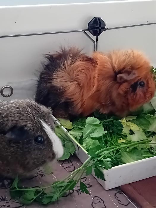 Klicke auf die Grafik fr eine grere Ansicht

Name:	IMG-20250720-WA0086.jpg
Hits:	0
Gre:	206,2 KB
ID:	214334