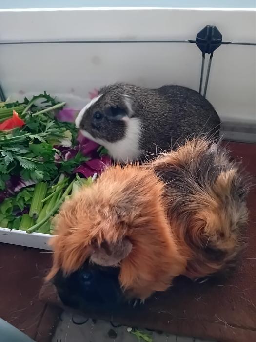 Klicke auf die Grafik fr eine grere Ansicht

Name:	IMG-20250720-WA0090.jpg
Hits:	0
Gre:	205,0 KB
ID:	214335