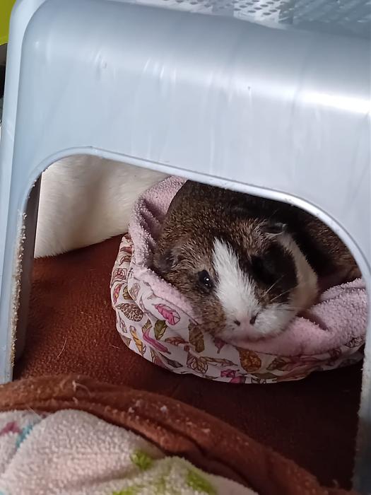 Klicke auf die Grafik fr eine grere Ansicht

Name:	IMG-20250720-WA0077.jpg
Hits:	0
Gre:	179,2 KB
ID:	214337