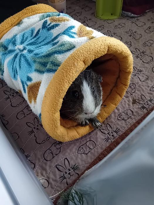 Klicke auf die Grafik fr eine grere Ansicht

Name:	IMG-20250720-WA0069.jpg
Hits:	0
Gre:	300,0 KB
ID:	214338