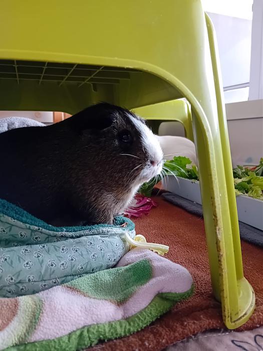 Klicke auf die Grafik fr eine grere Ansicht

Name:	IMG-20250727-WA0095.jpg
Hits:	0
Gre:	229,4 KB
ID:	214414