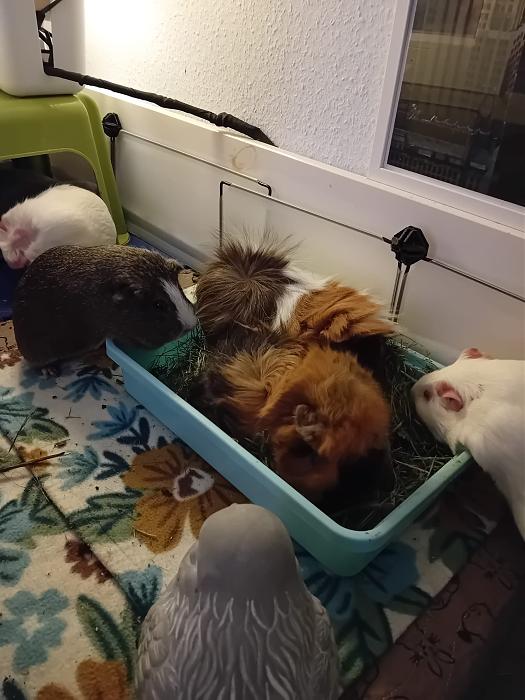 Klicke auf die Grafik fr eine grere Ansicht

Name:	IMG-20250727-WA0091.jpg
Hits:	0
Gre:	246,2 KB
ID:	214417