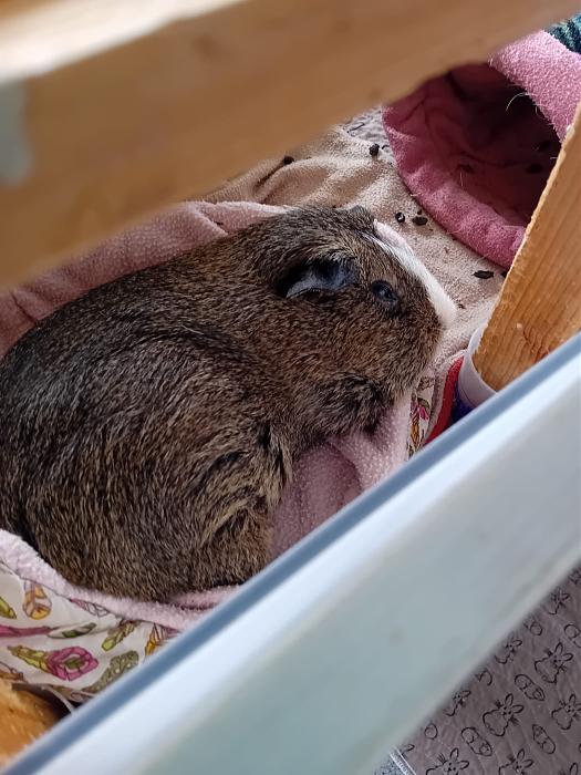 Klicke auf die Grafik fr eine grere Ansicht

Name:	IMG-20250727-WA0072.jpg
Hits:	0
Gre:	264,0 KB
ID:	214420