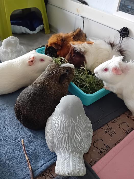 Klicke auf die Grafik fr eine grere Ansicht

Name:	IMG-20250803-WA0076.jpg
Hits:	0
Gre:	297,2 KB
ID:	214475