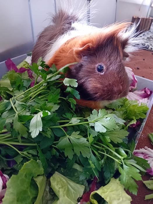 Klicke auf die Grafik fr eine grere Ansicht

Name:	IMG-20250803-WA0070.jpg
Hits:	0
Gre:	282,0 KB
ID:	214477