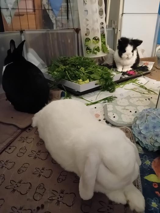 Klicke auf die Grafik fr eine grere Ansicht

Name:	IMG-20250810-WA0080.jpg
Hits:	1
Gre:	167,1 KB
ID:	214501