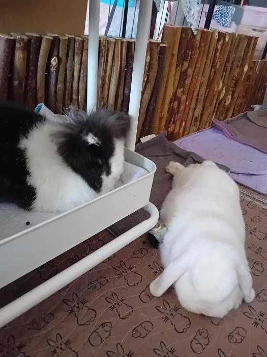 Klicke auf die Grafik fr eine grere Ansicht

Name:	IMG-20250810-WA0076.jpg
Hits:	0
Gre:	203,1 KB
ID:	214503