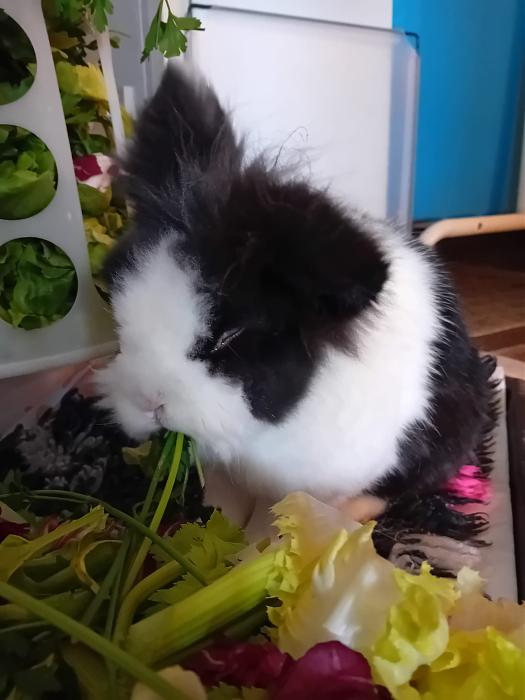 Klicke auf die Grafik fr eine grere Ansicht

Name:	IMG-20250810-WA0070.jpg
Hits:	0
Gre:	164,3 KB
ID:	214505