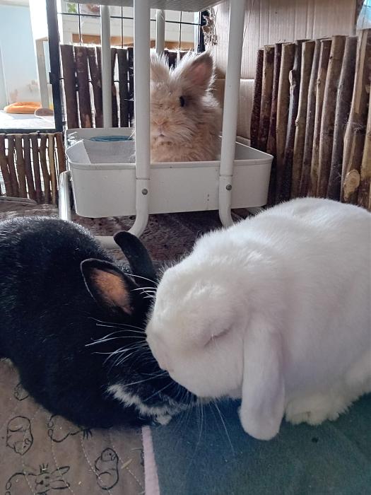 Klicke auf die Grafik fr eine grere Ansicht

Name:	IMG-20250810-WA0067.jpg
Hits:	0
Gre:	255,2 KB
ID:	214507