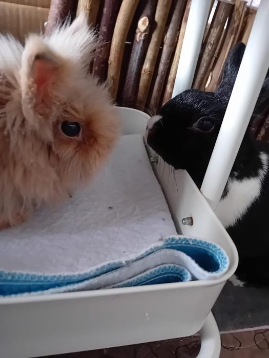 Klicke auf die Grafik fr eine grere Ansicht

Name:	IMG-20250810-WA0065.jpg
Hits:	0
Gre:	171,6 KB
ID:	214509