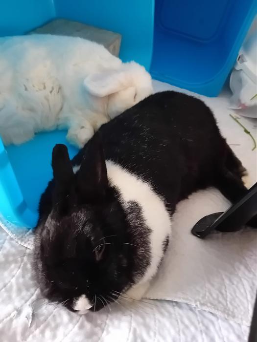 Klicke auf die Grafik fr eine grere Ansicht

Name:	IMG-20250810-WA0056.jpg
Hits:	0
Gre:	145,2 KB
ID:	214510