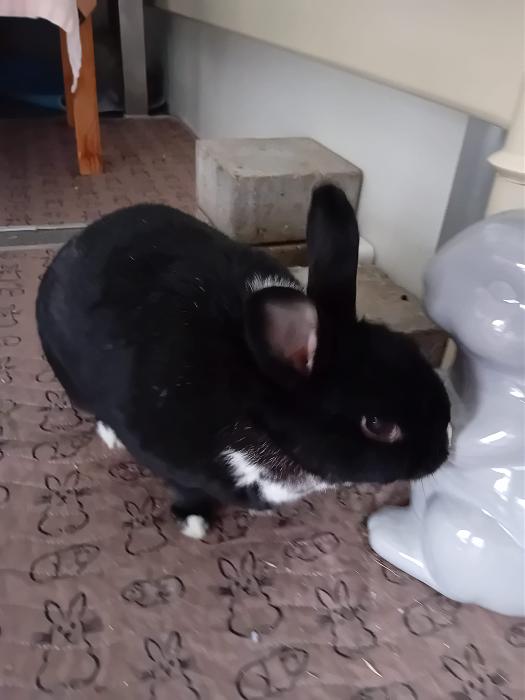 Klicke auf die Grafik fr eine grere Ansicht

Name:	IMG-20250817-WA0058.jpg
Hits:	0
Gre:	144,4 KB
ID:	214552