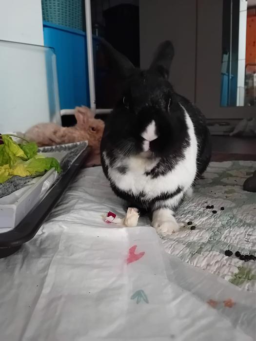 Klicke auf die Grafik fr eine grere Ansicht

Name:	IMG-20250817-WA0055.jpg
Hits:	0
Gre:	168,1 KB
ID:	214557