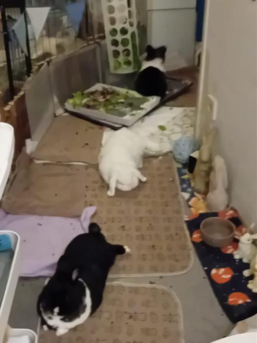 Klicke auf die Grafik fr eine grere Ansicht

Name:	IMG-20250817-WA0053.jpg
Hits:	0
Gre:	130,4 KB
ID:	214561