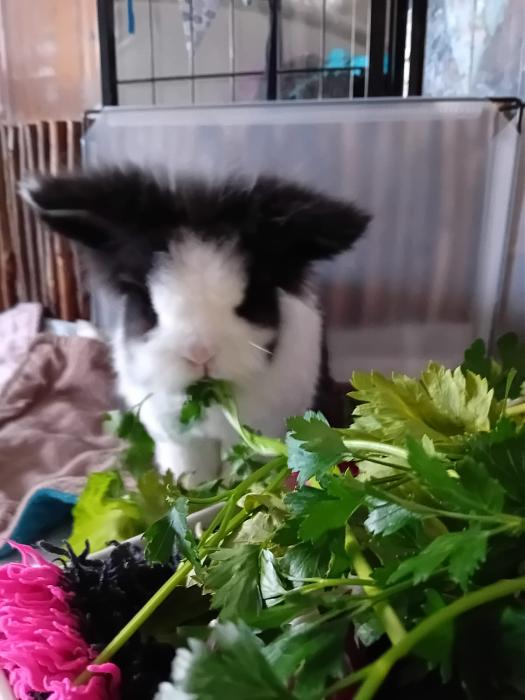 Klicke auf die Grafik fr eine grere Ansicht

Name:	IMG-20250824-WA0102.jpg
Hits:	0
Gre:	131,6 KB
ID:	214606