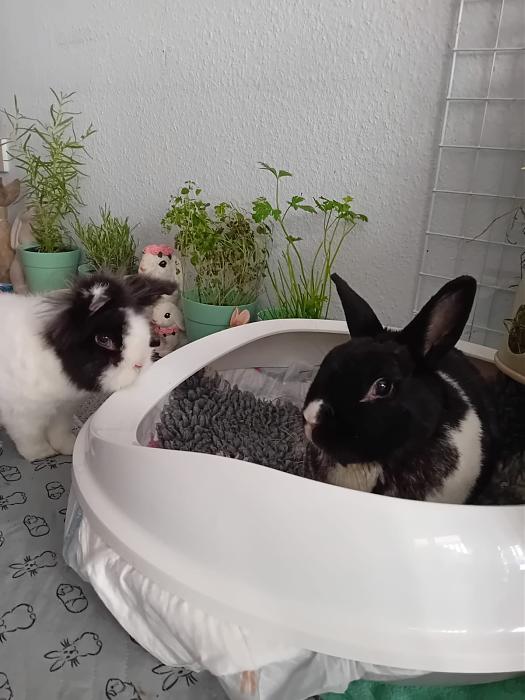 Klicke auf die Grafik fr eine grere Ansicht

Name:	IMG-20250824-WA0107.jpg
Hits:	1
Gre:	147,3 KB
ID:	214609