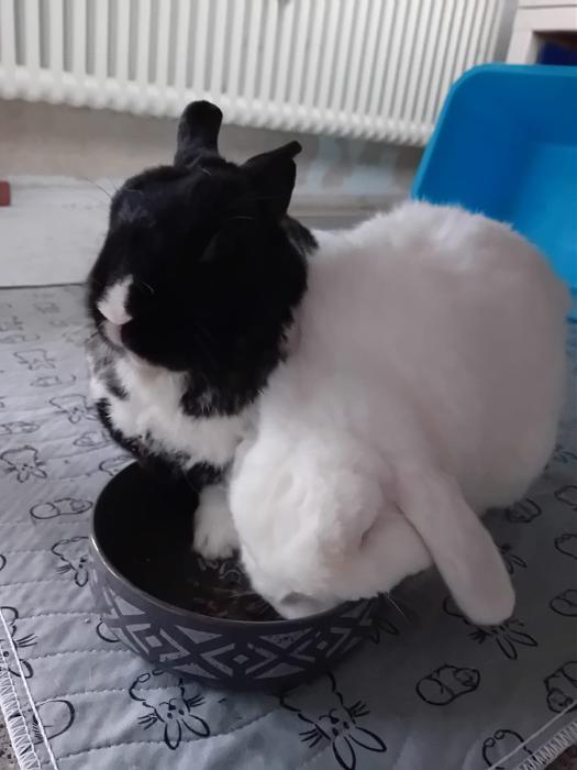 Klicke auf die Grafik fr eine grere Ansicht

Name:	IMG-20250824-WA0100.jpg
Hits:	0
Gre:	97,7 KB
ID:	214612