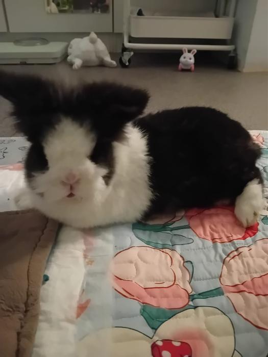 Klicke auf die Grafik fr eine grere Ansicht

Name:	IMG-20250824-WA0097.jpg
Hits:	0
Gre:	88,6 KB
ID:	214616