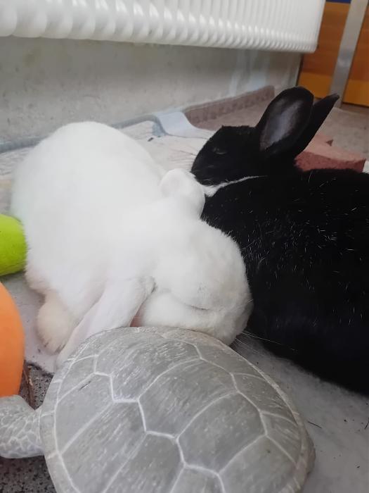 Klicke auf die Grafik fr eine grere Ansicht

Name:	IMG-20250824-WA0090.jpg
Hits:	0
Gre:	88,3 KB
ID:	214617