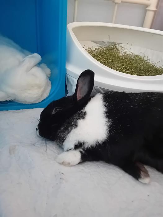 Klicke auf die Grafik fr eine grere Ansicht

Name:	IMG-20250824-WA0093.jpg
Hits:	0
Gre:	87,8 KB
ID:	214618