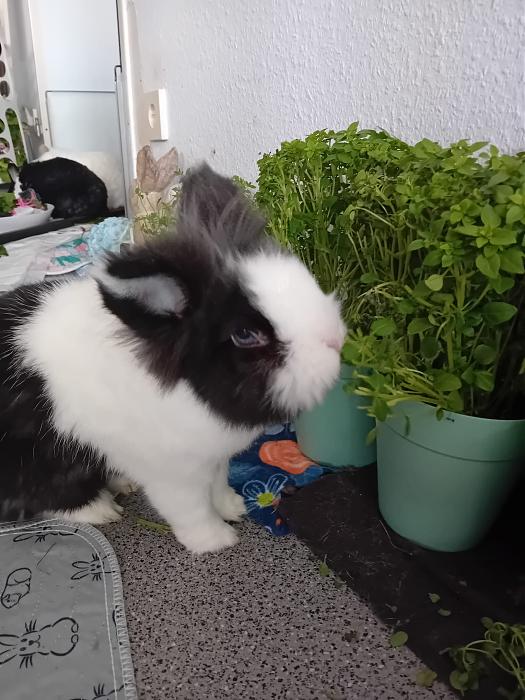 Klicke auf die Grafik fr eine grere Ansicht

Name:	IMG-20250831-WA0045.jpg
Hits:	0
Gre:	276,0 KB
ID:	214671