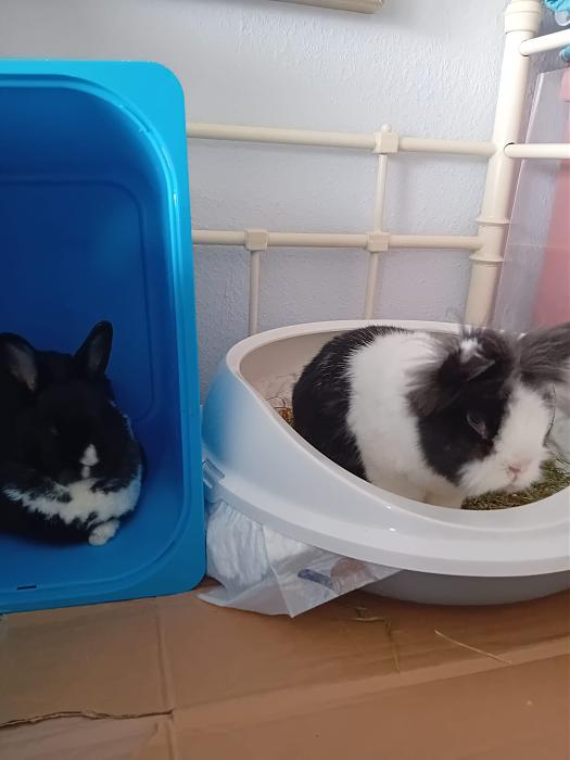 Klicke auf die Grafik fr eine grere Ansicht

Name:	IMG-20250831-WA0044.jpg
Hits:	0
Gre:	147,8 KB
ID:	214672