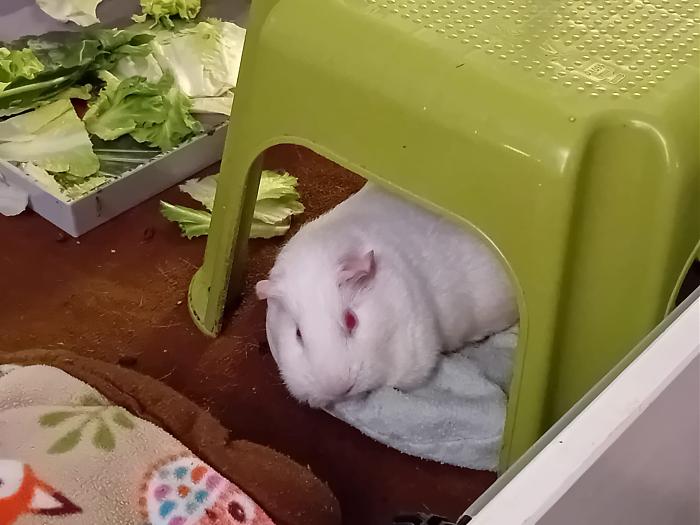 Klicke auf die Grafik fr eine grere Ansicht

Name:	IMG-20250831-WA0058.jpg
Hits:	0
Gre:	184,7 KB
ID:	214674