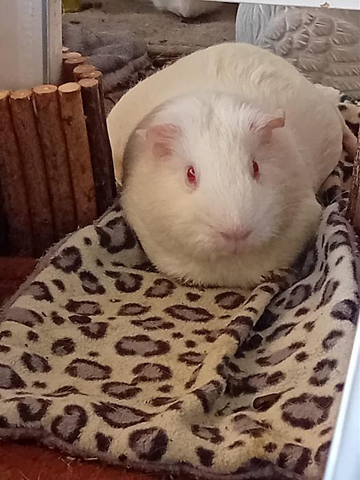 Klicke auf die Grafik fr eine grere Ansicht

Name:	IMG-20250831-WA0047.jpg
Hits:	0
Gre:	249,2 KB
ID:	214676