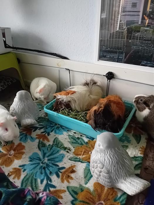 Klicke auf die Grafik fr eine grere Ansicht

Name:	IMG-20250831-WA0048.jpg
Hits:	0
Gre:	262,8 KB
ID:	214677