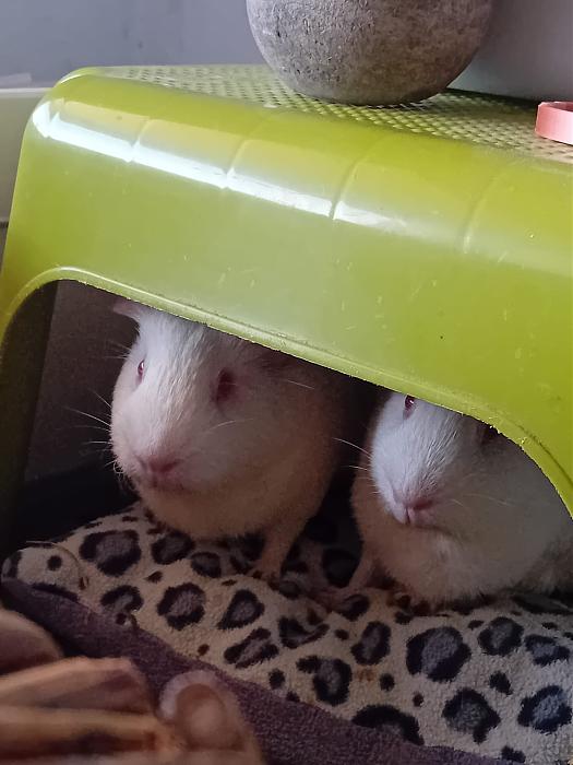 Klicke auf die Grafik fr eine grere Ansicht

Name:	IMG-20250831-WA0046.jpg
Hits:	0
Gre:	186,1 KB
ID:	214678