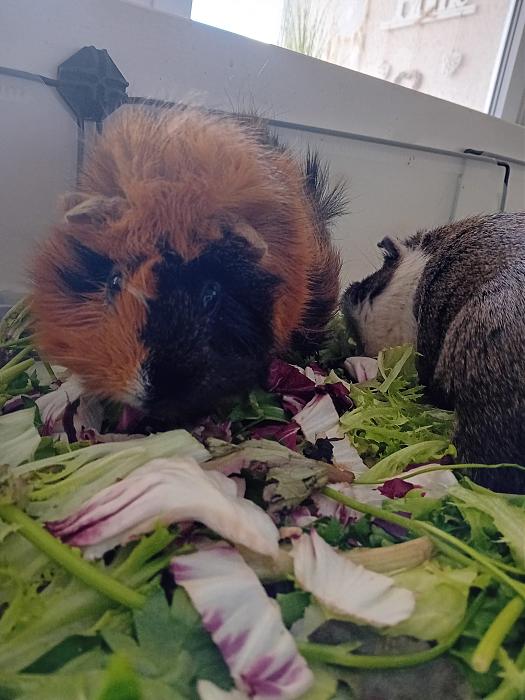 Klicke auf die Grafik fr eine grere Ansicht

Name:	IMG-20250831-WA0042.jpg
Hits:	0
Gre:	258,2 KB
ID:	214679