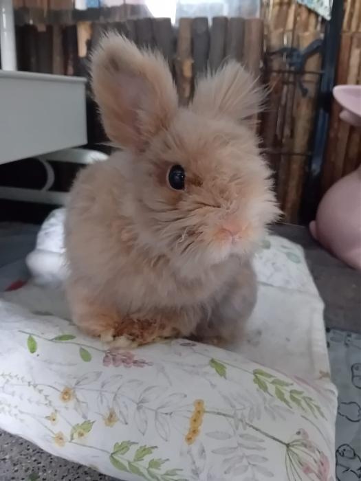 Klicke auf die Grafik fr eine grere Ansicht

Name:	IMG-20250907-WA0125.jpg
Hits:	0
Gre:	150,0 KB
ID:	214718